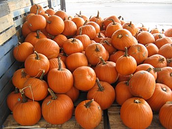 PUMPKIN PICKING & FESTIVAL