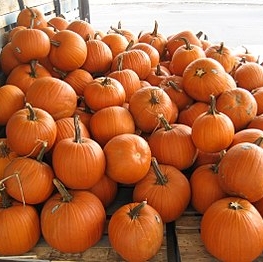 PUMPKIN PICKING & FESTIVAL