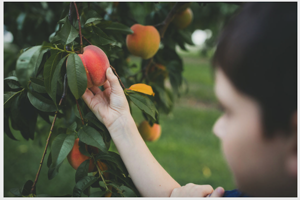 Peachy Fun Days