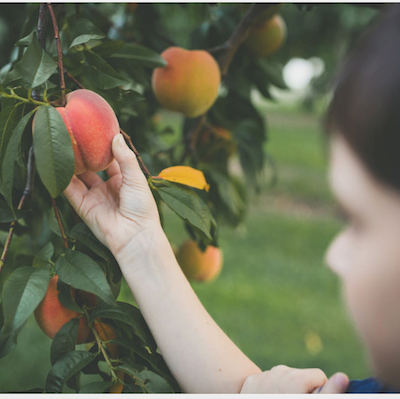 Peachy Fun Days