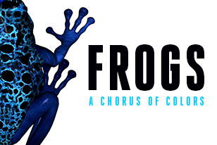 Frogs: A Chorus of Colors