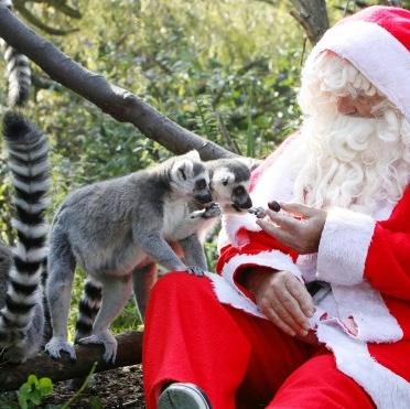 Breakfast with Santa at The Zoo