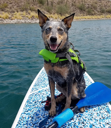 Paddleboarding with Your Dog