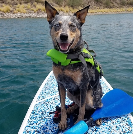 Paddleboarding with Your Dog