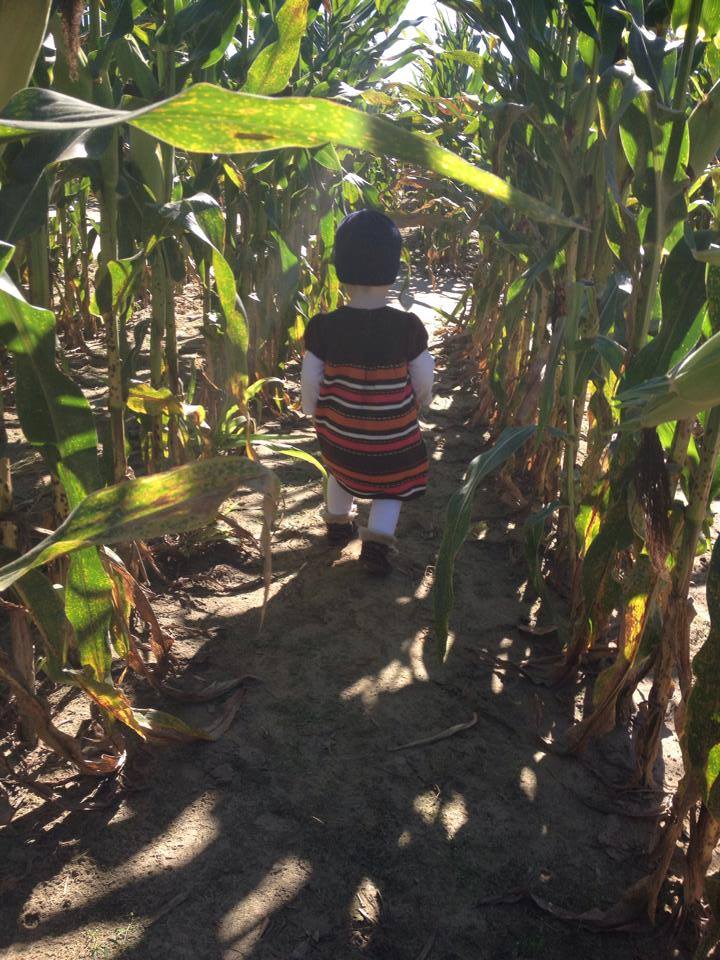 Harvest Veggie Picking