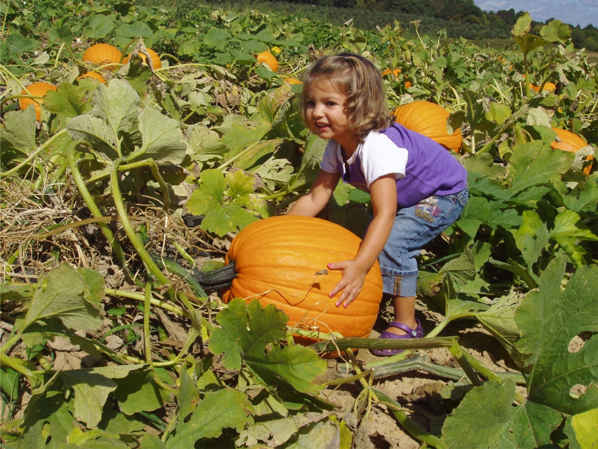 Fall Festival at Johnson's Farm