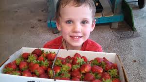 Strawberry Picking Hayrides