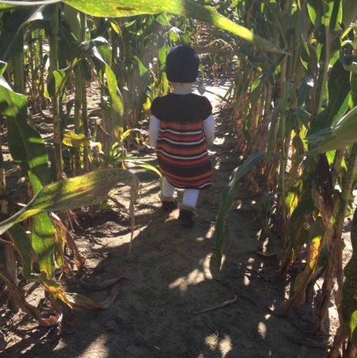 Harvest Veggie Picking