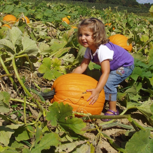 Fall Festival at Johnson's Farm