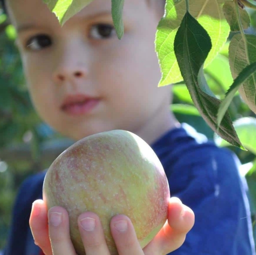 Apples and Pumpkins