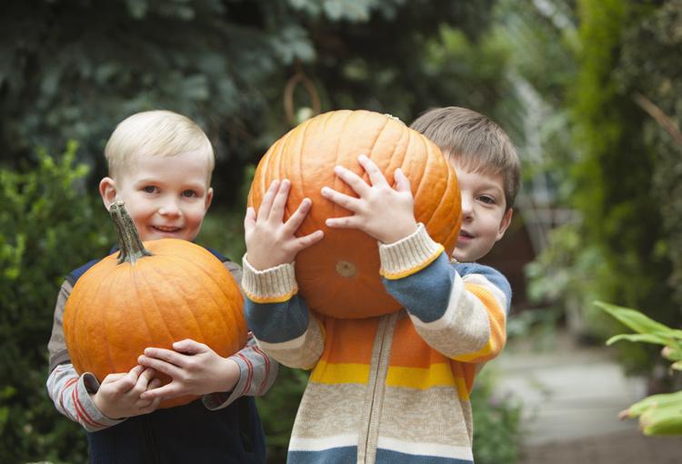 Pumpkin Picking Hayrides