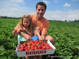 Family Strawberry Picking and Hayride