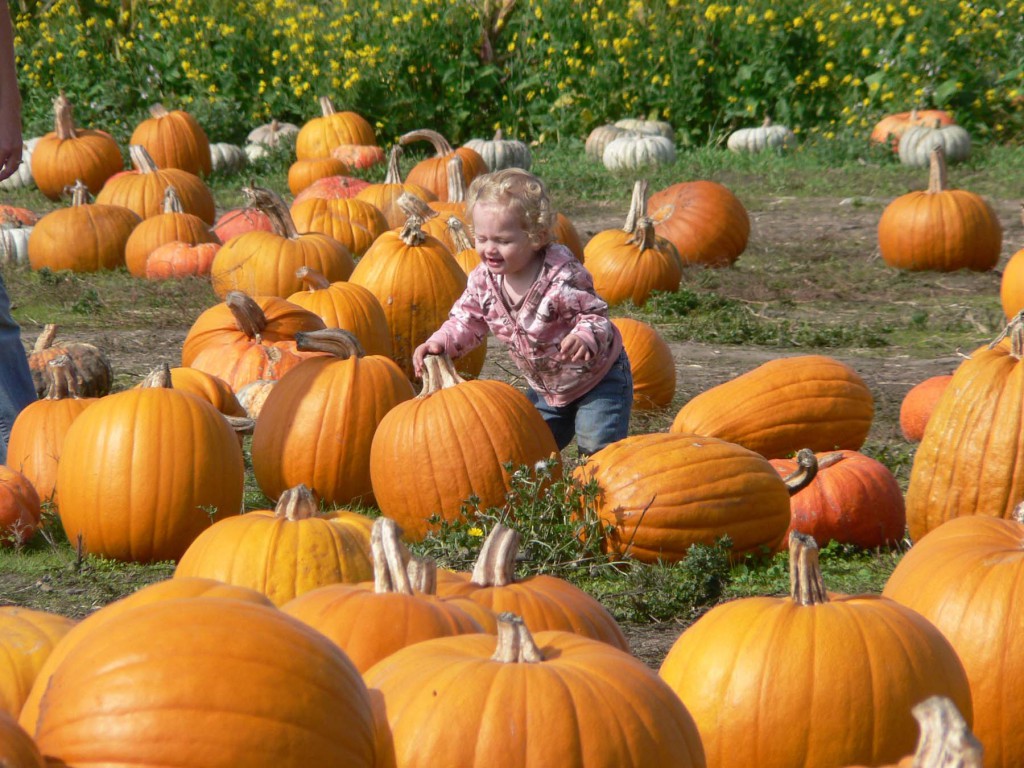 Cherry Hill Harvest Festival