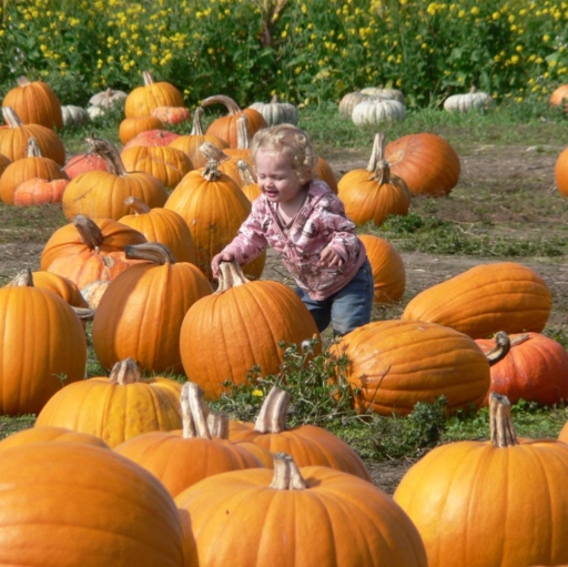 Cherry Hill Harvest Festival